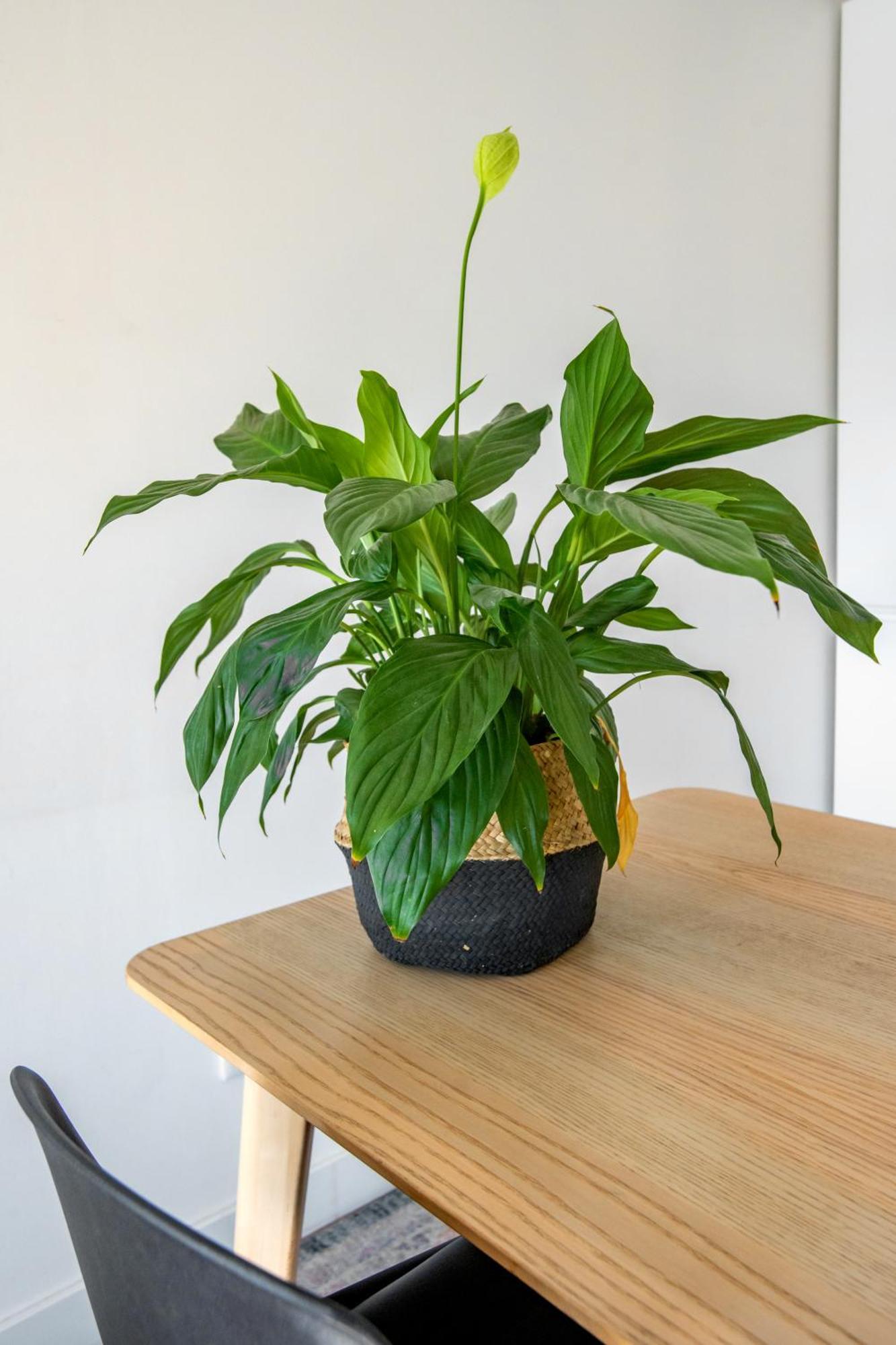 Bright Apartment In Lisboa Екстериор снимка